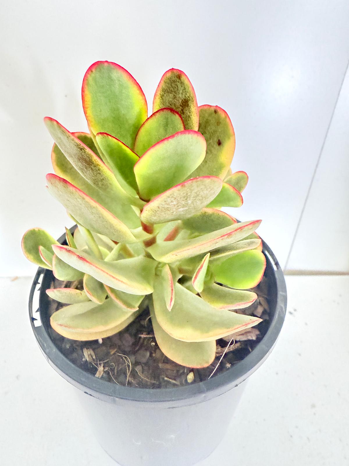 Crassula Platyphylla Variegata