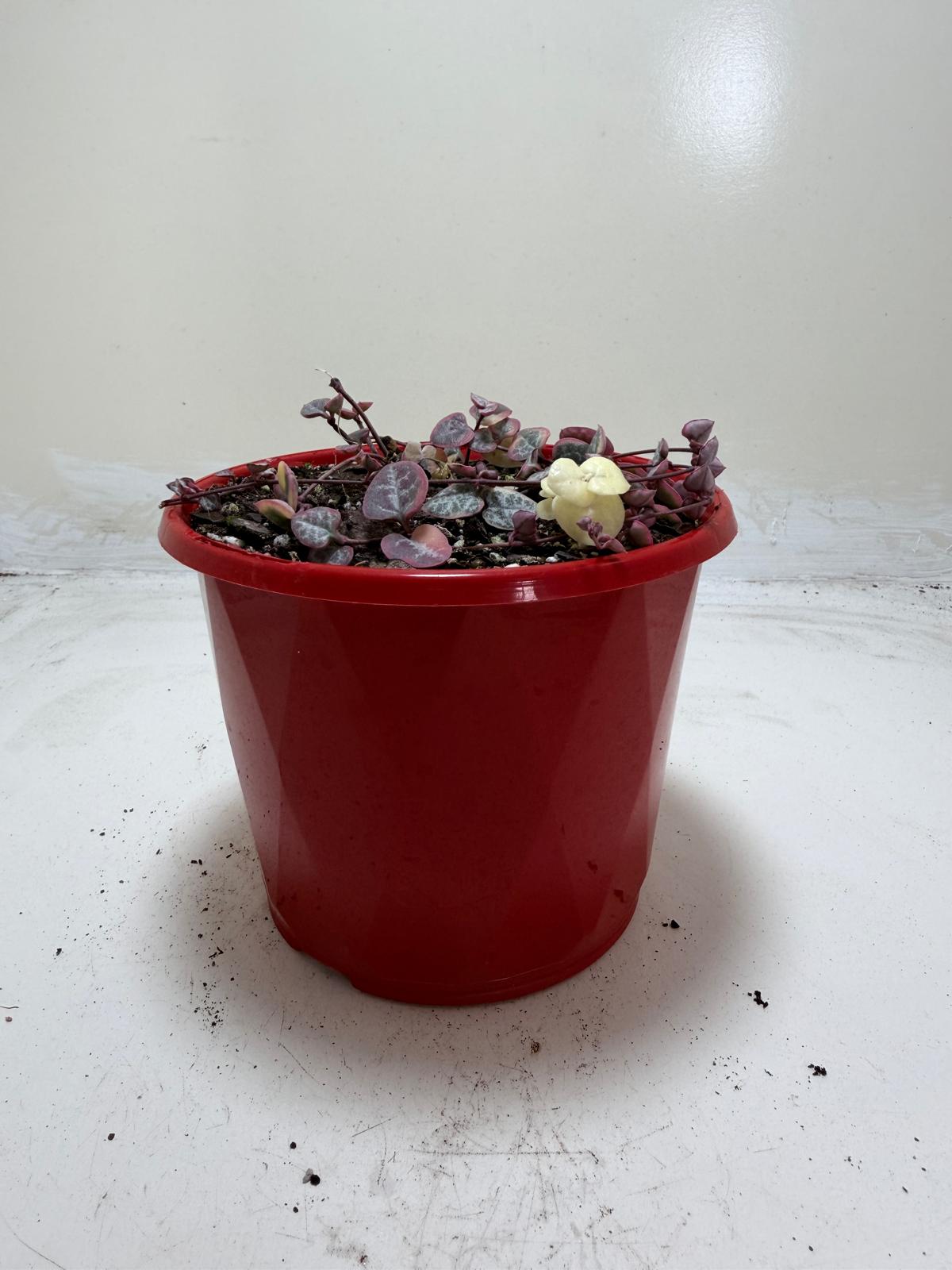 Ceropegia Woodii Variegated Chain of Hearts My Store