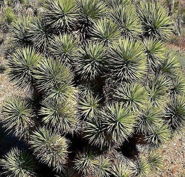 Yucca Brevifolia Mohave