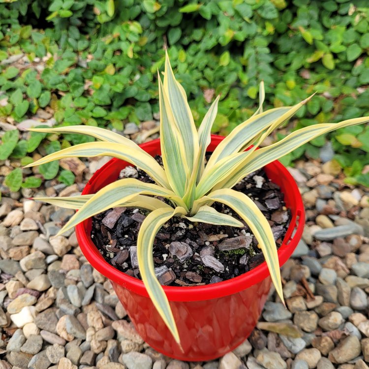 Yucca Citrus Twist 130mm