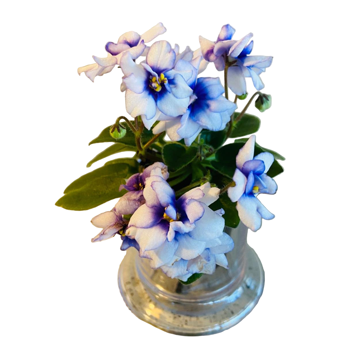 Miniature African Violet - Rob's Loose Noodle