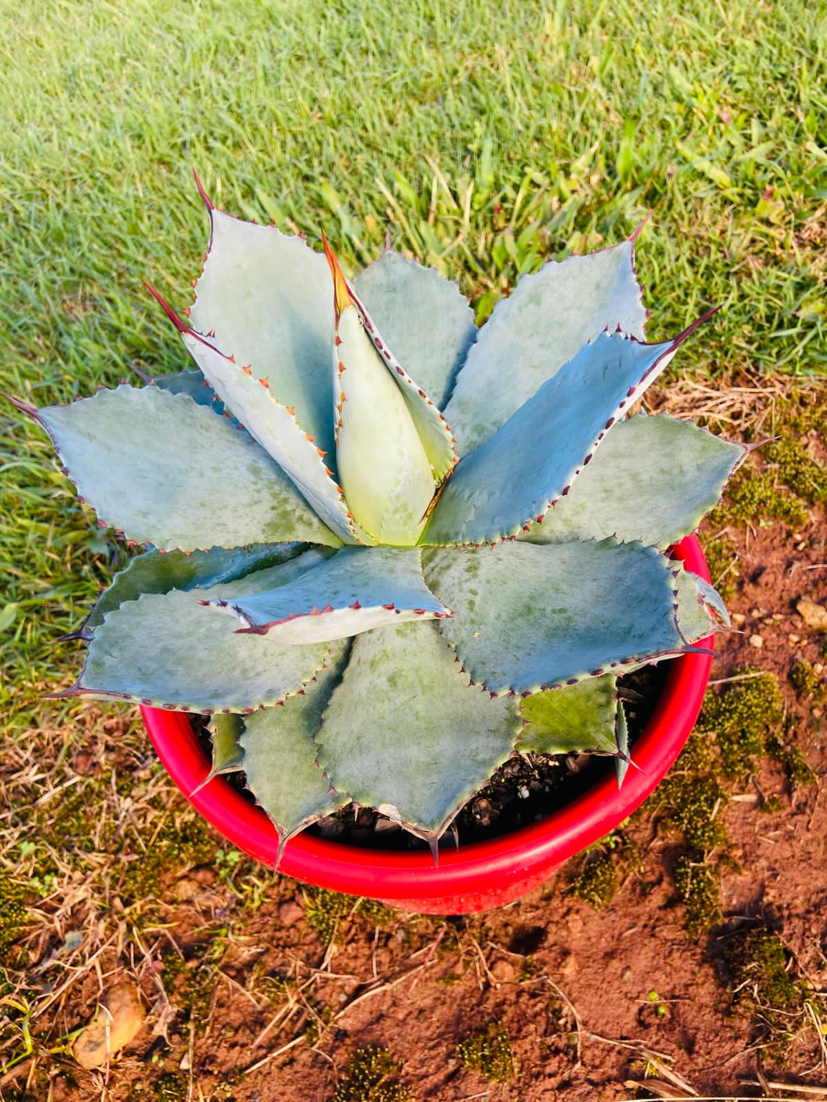 Close-up of Agave Dragon Toes leaves showing red marginal teeth
