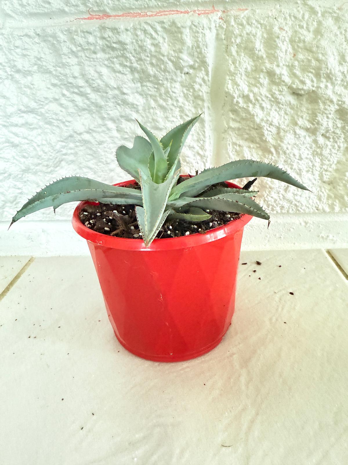 Agave ‘Lipstick’ succulent in a nursery pot