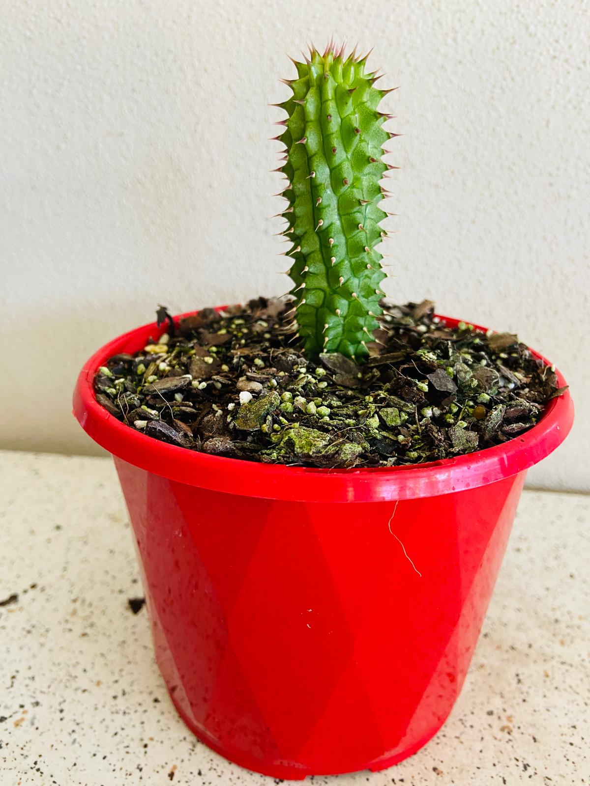Architectural desert succulent with upright clustered stems