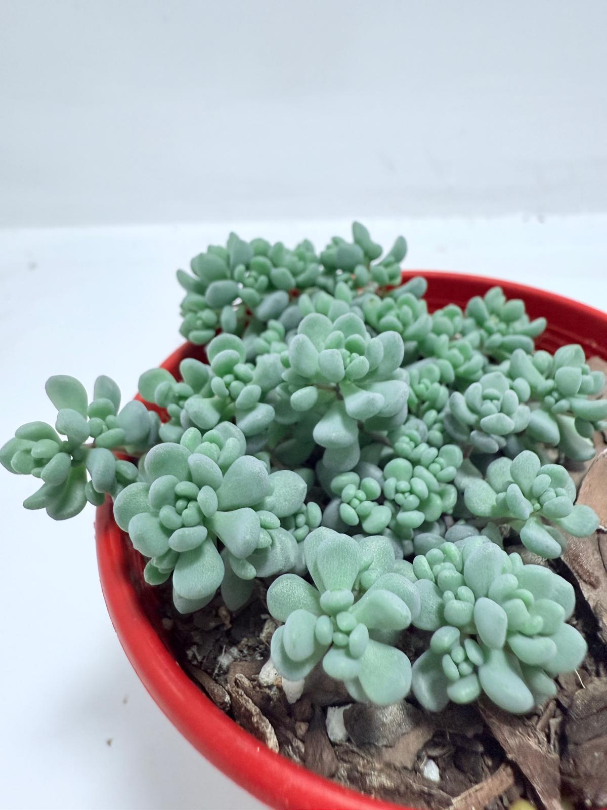 Sedum dasyphyllum ‘Lilac Mound’ – Corsican Stonecrop | Hardy Groundcover Succulent (Wholesale)