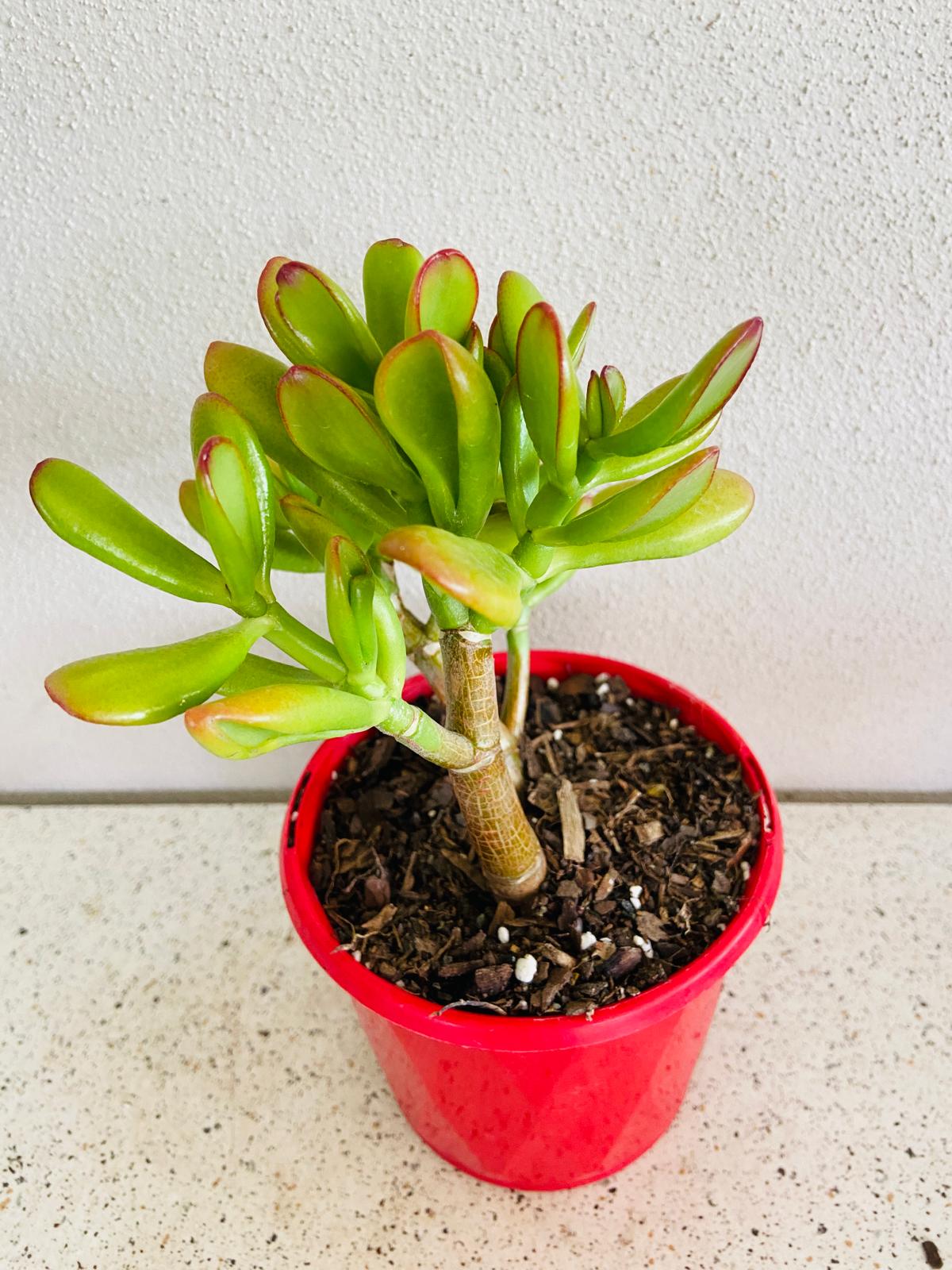 Crassula Ovata Gold Fingers succulent suitable for indoor plant displays