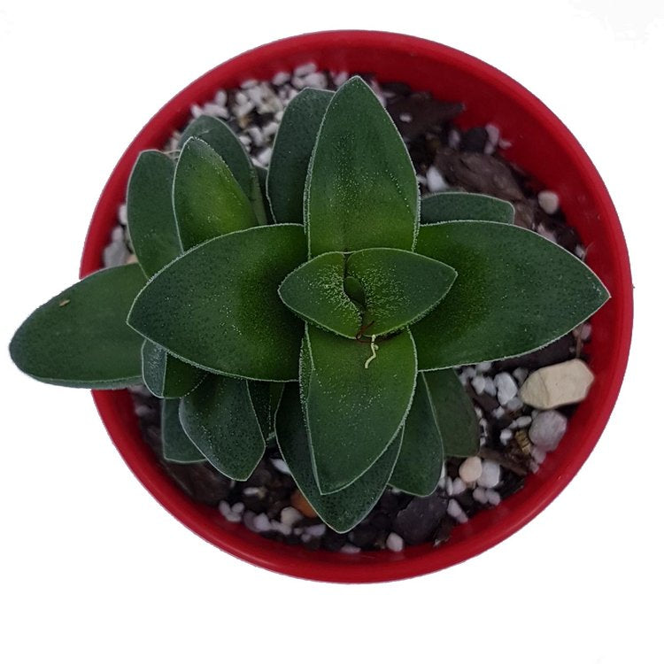 Crassula Springtime