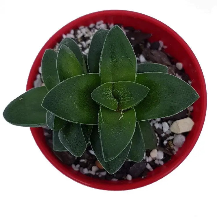 Crassula Springtime My Store