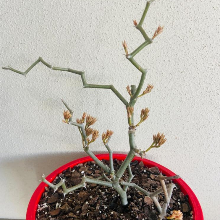 Decarya madagascariensis potted Zigzag Plant with rare sculptural form