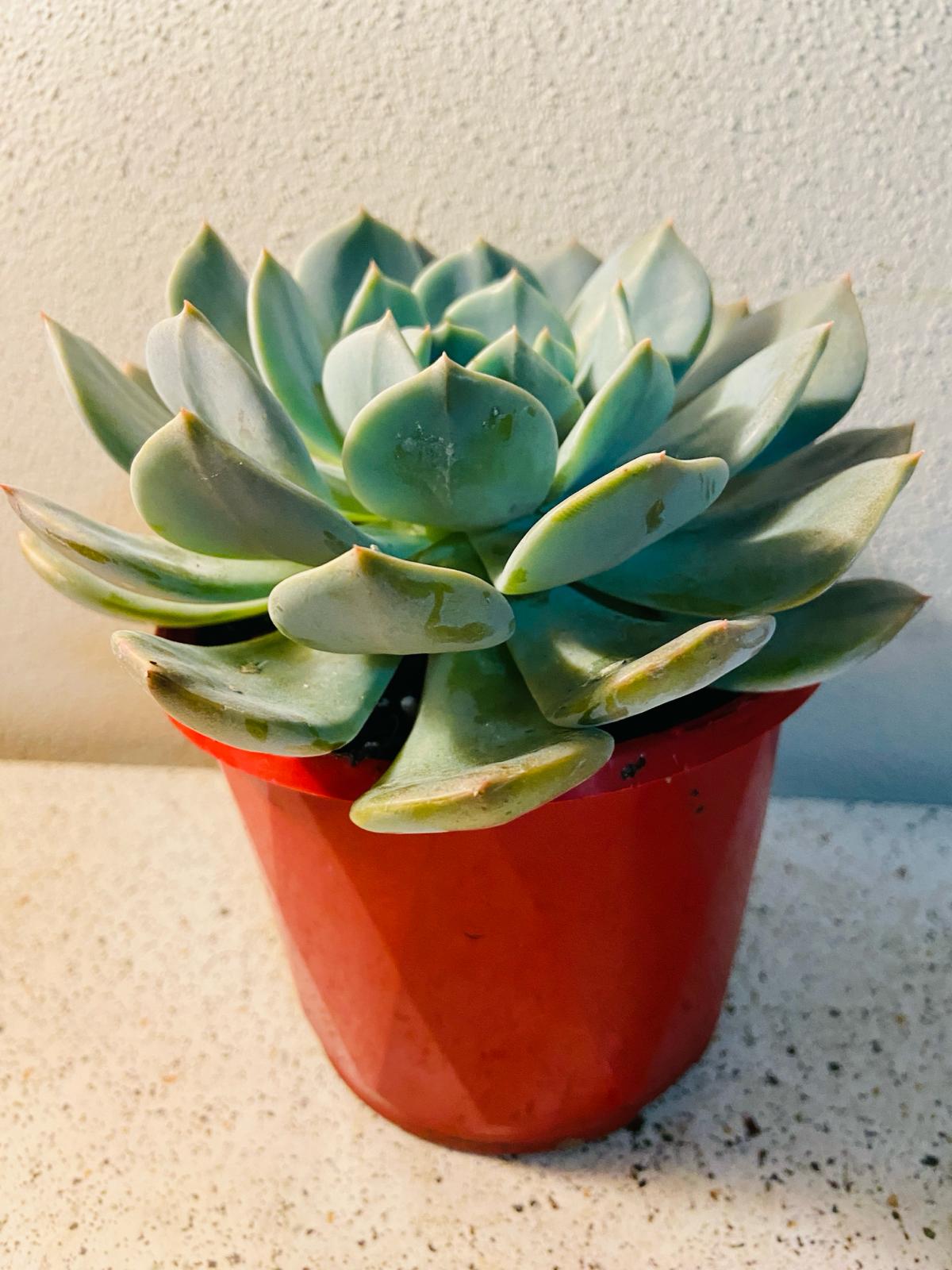 Echeveria Aquilla succulent plant for sale in Australia