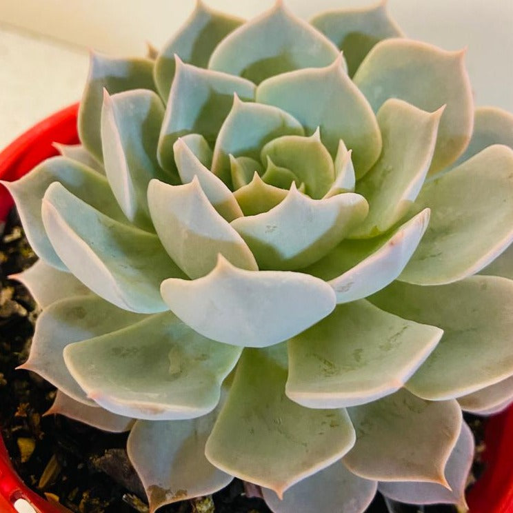 Echeveria Blue Heron pink lavender leaves