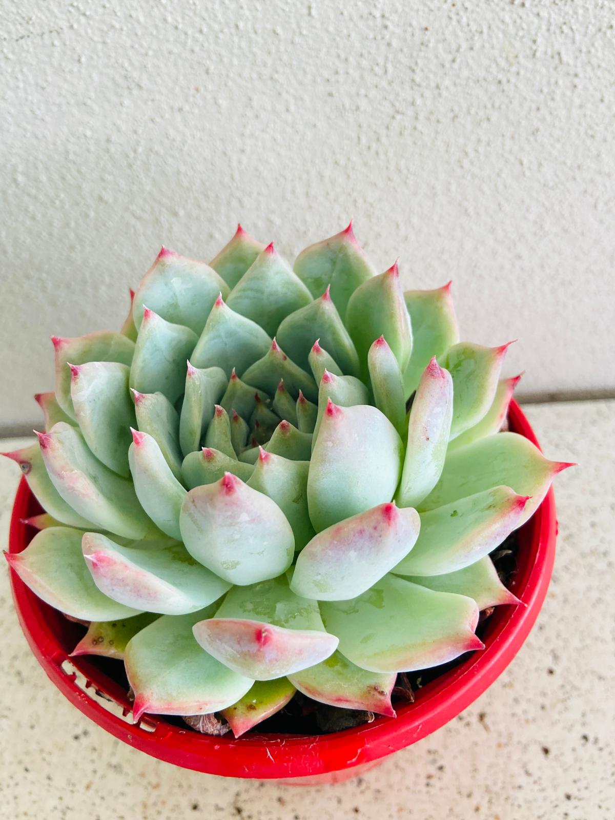 Echeveria chihuahuensis Yecora for Australian succulent collections and container gardens