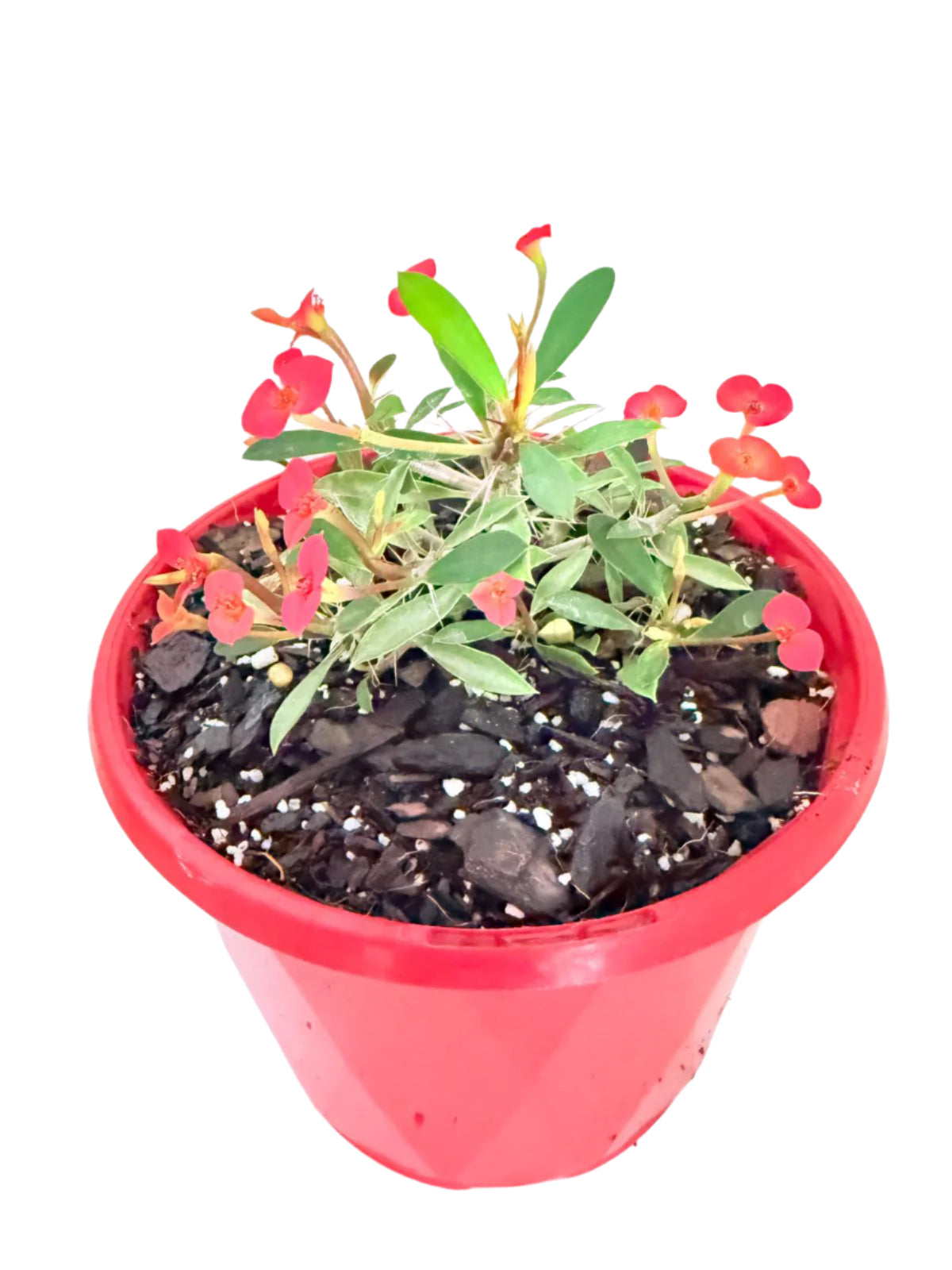 Euphorbia milii Prostrate with flowers