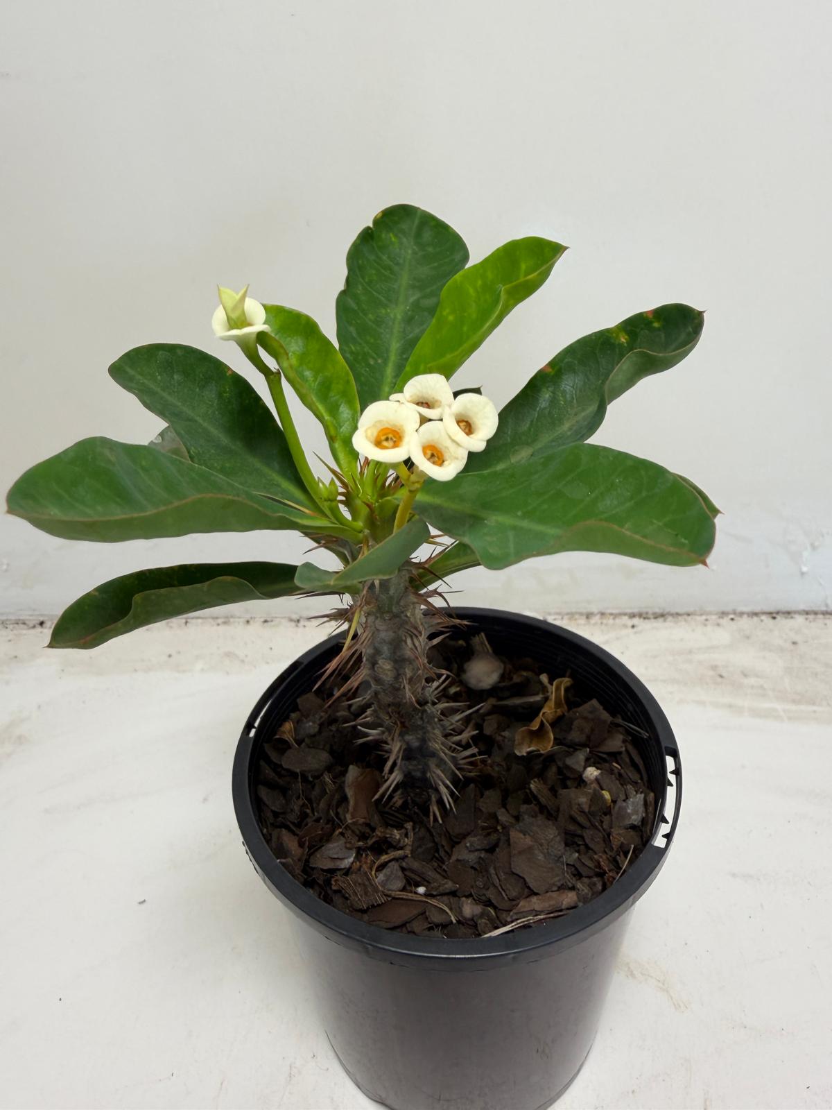 Euphorbia milli white | 100mm Succulents World