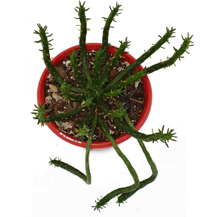 Euphorbia Caput-Medusae "Medusa"-130mm My Store