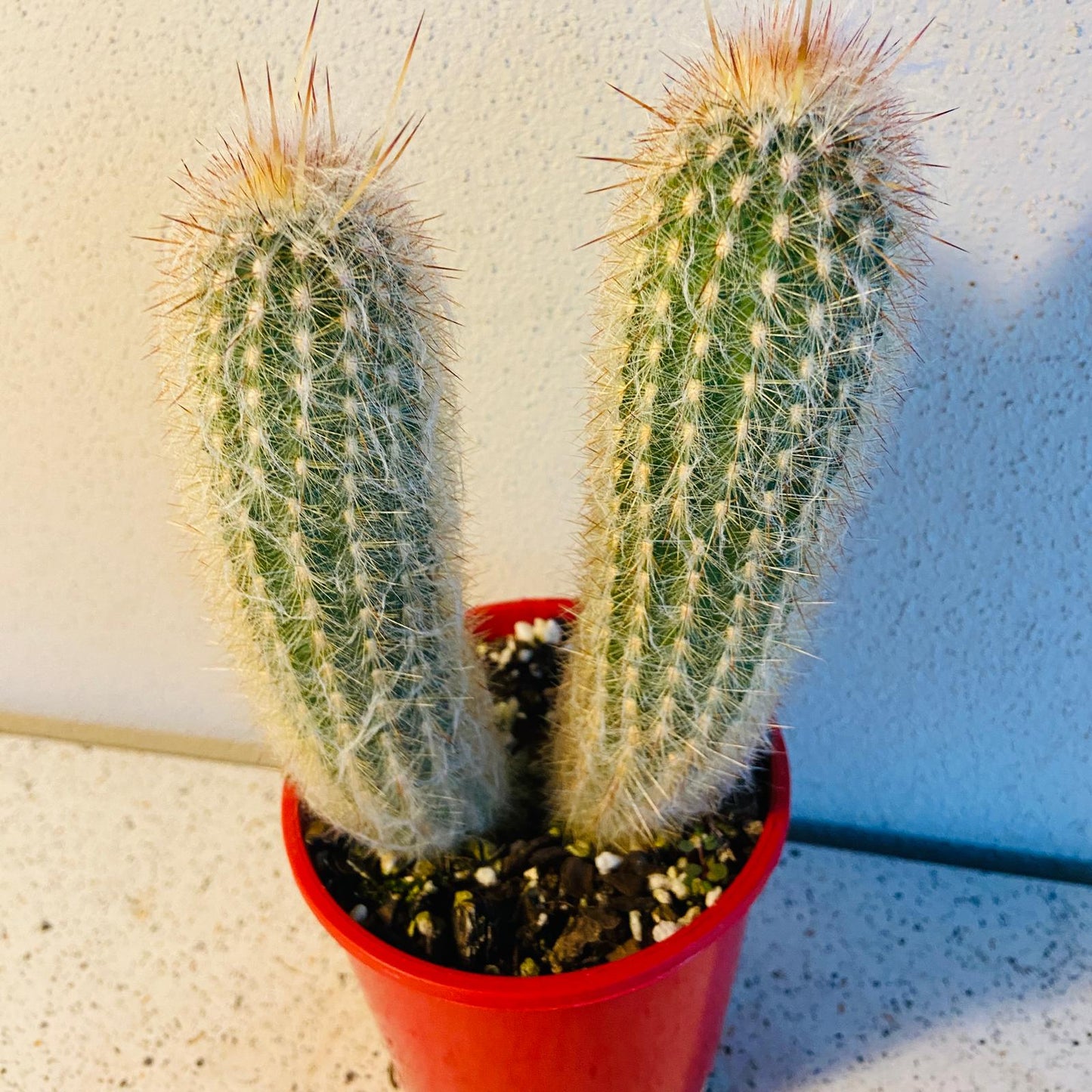 Fuzzy Cephalocereus senilis cactus with soft white covering