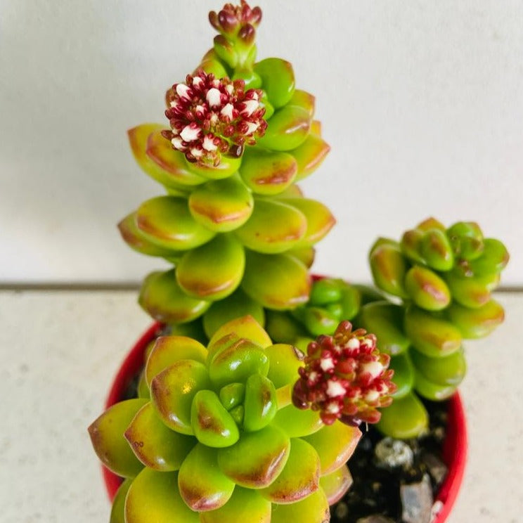 Close-up of large fleshy Sedum Giant Jelly Bean leaves with red edges