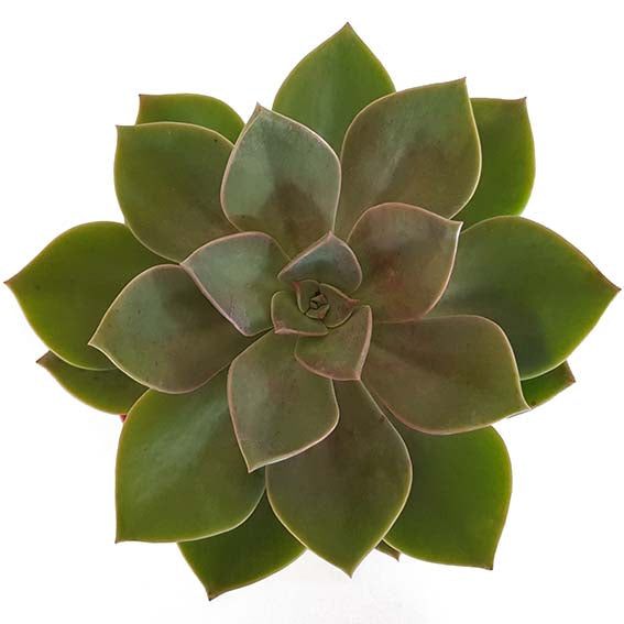 Graptoveria ‘Dusk’ rosette