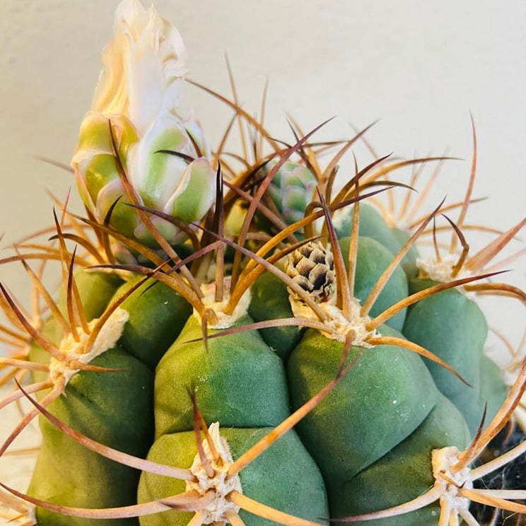 Gymnocalycium flowering cactus with colourful bloom