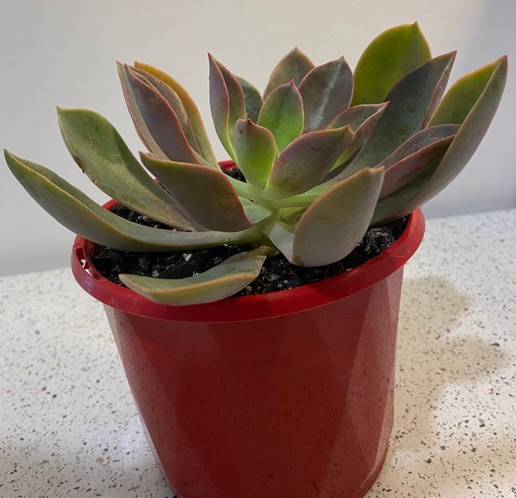 Compact Graptoveria Jules rosette growing in a pot