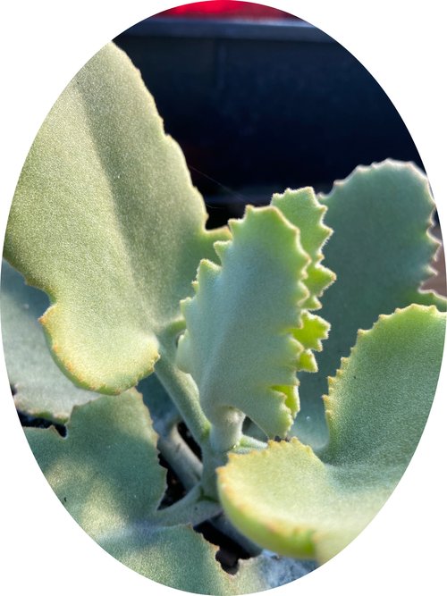 Kalanchoe 'Oak Leaf' (Dwarf Velvet Plant)- A Soft, Sculptural Showpiece for Succulent Enthusiasts