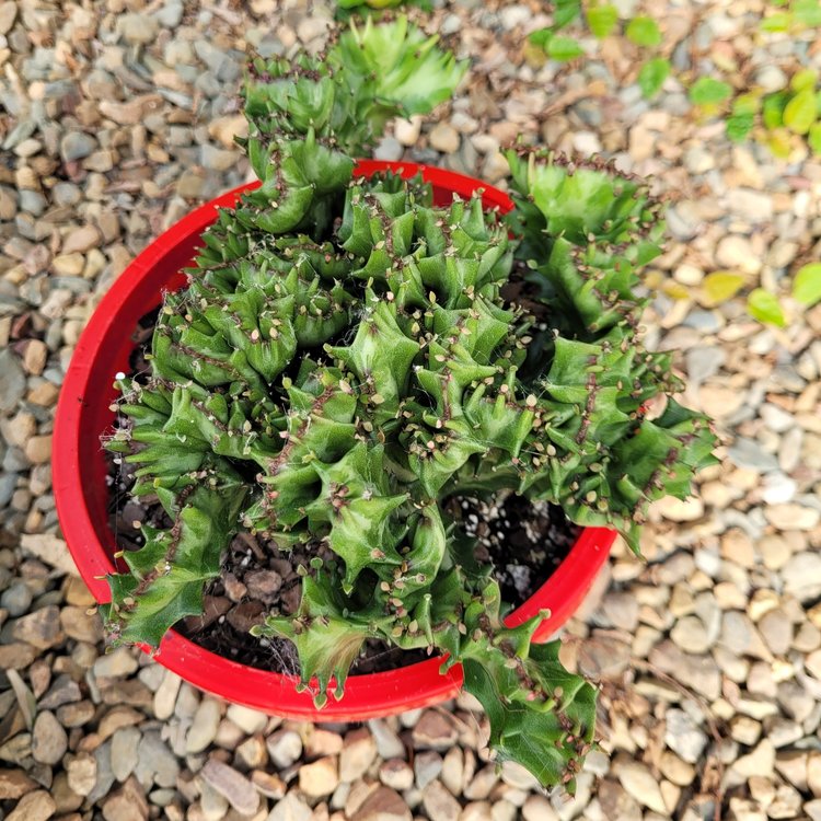 Euphorbia Lactea Crested
