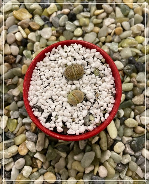 Lithops stone plant