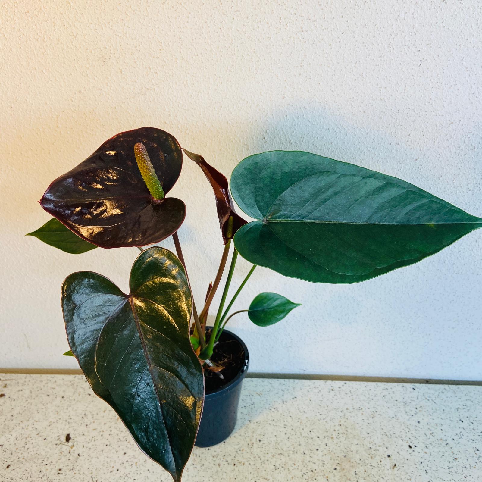 anthurium pot size Anthurium Constancia (Brown) 100mm pot size plant- with pot – Succulents World