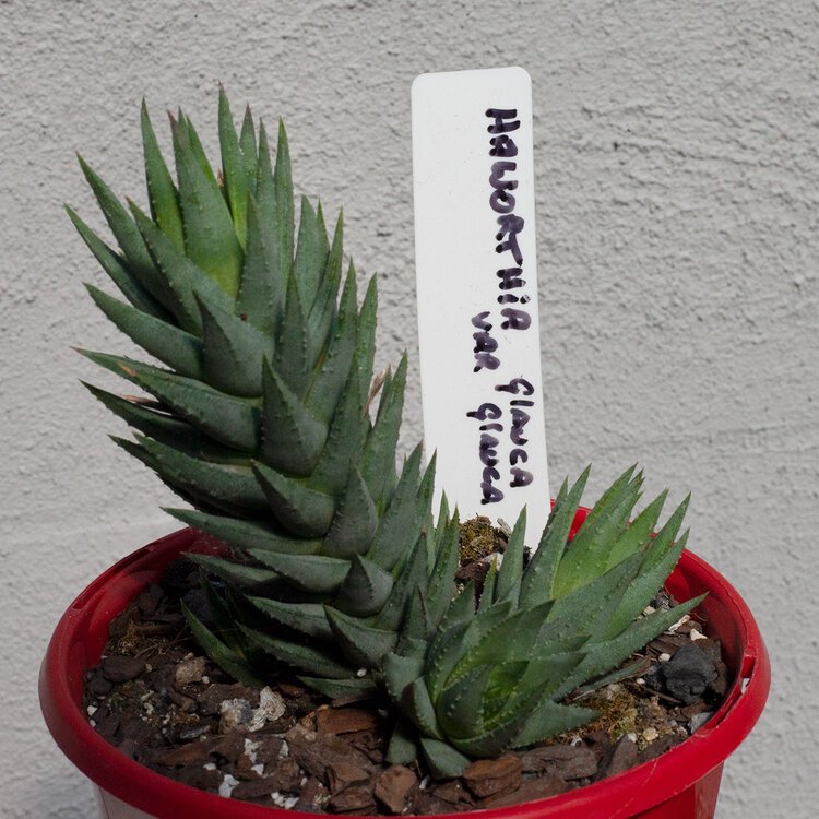 Plant Tags - Pack of 10