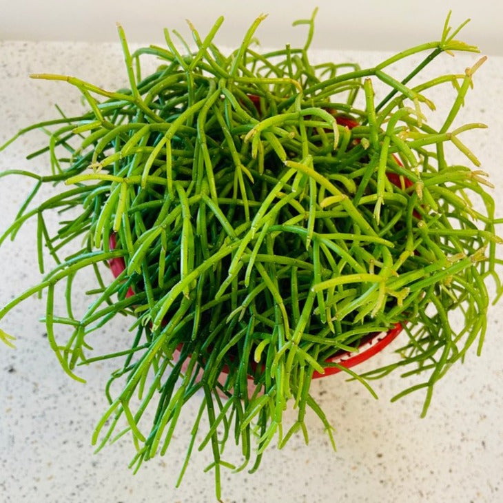 Rhipsalis Capilliformis