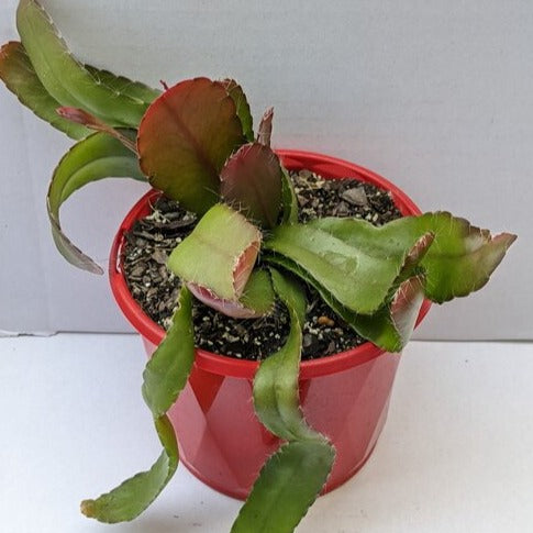 Rhipsalis Ramulosa Red Coral