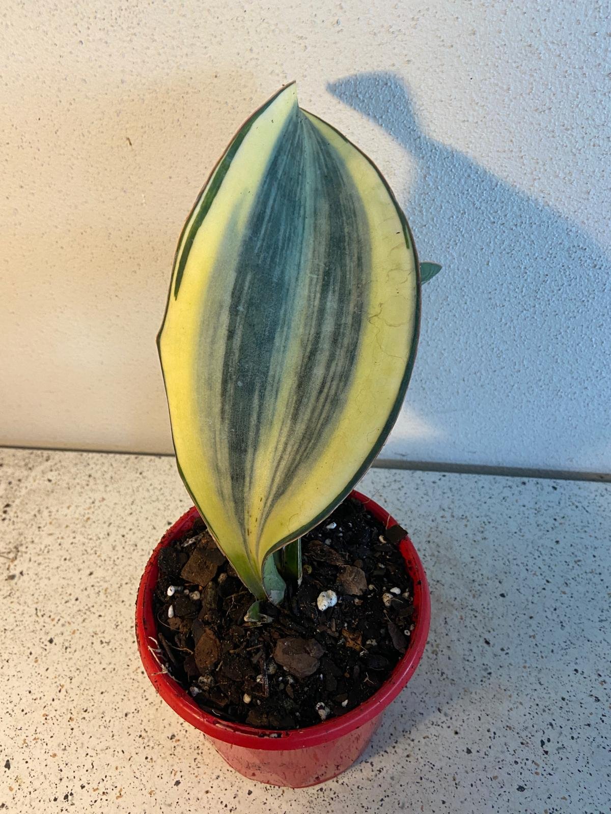 Large paddle-shaped leaf of Sansevieria masoniana Variegated plant
