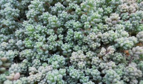 Sedum dasyphyllum ‘Lilac Mound’ – Corsican Stonecrop | Hardy Groundcover Succulent (Wholesale)