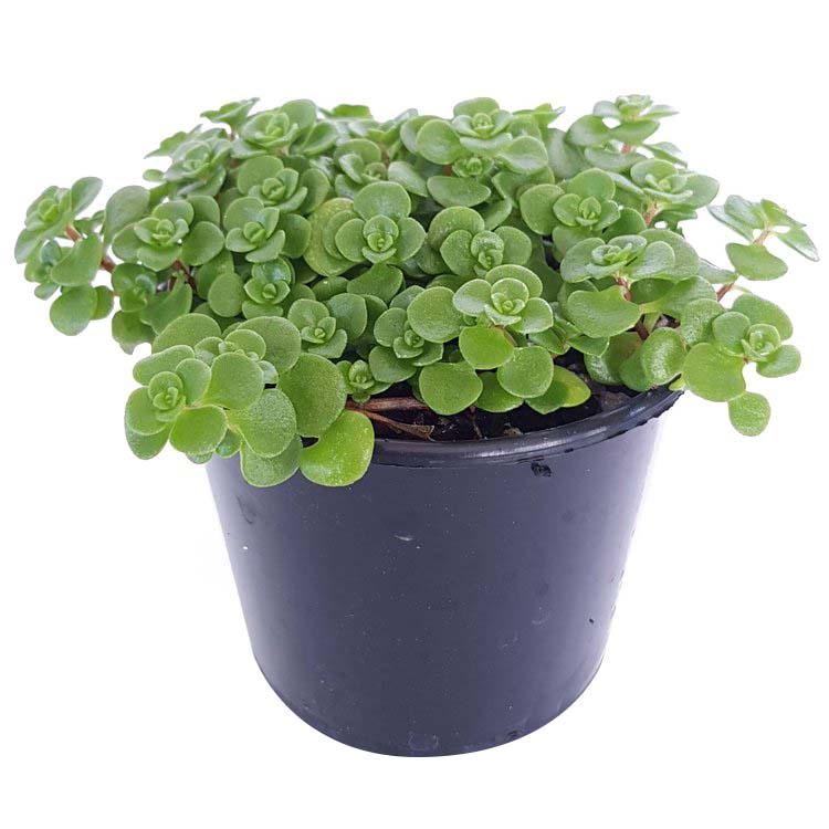 Sedum Limelight- "Green Mound"