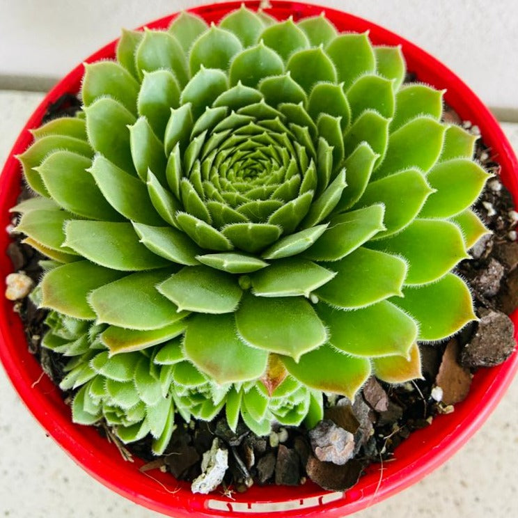 Sempervivum planted in an outdoor rockery