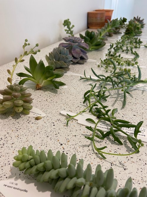Mixed Cuttings - Select Your Own Mix