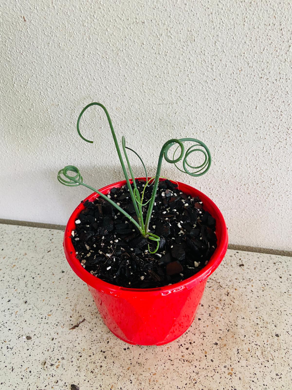 Small Frizzle Sizzle plant with fresh green spiral leaves in a pot