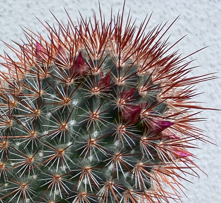 Cacti - Mammillaria Spinosissima