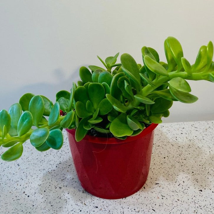 Trailing Jade succulent with green and purple foliage