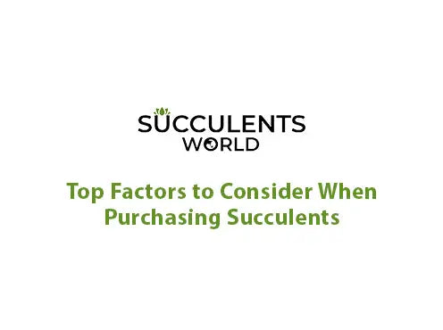 Top Factors to Consider When Purchasing Succulents: A Comprehensive Guide