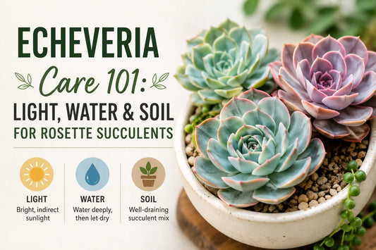 Echeveria Care 101: Light, Water and Soil for Rosette Succulents