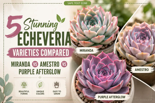 5 Stunning Echeveria Varieties Compared: Miranda vs Amestro vs Purple Afterglow