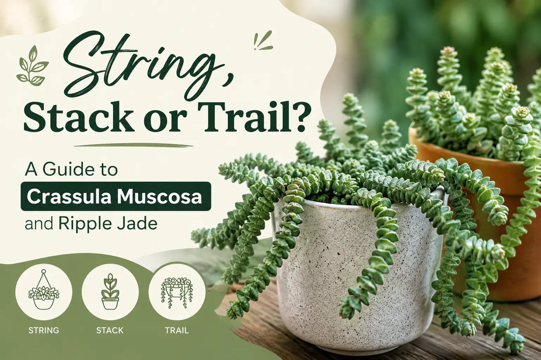 String, Stack or Trail? A Guide to Crassula Muscosa and Ripple Jade