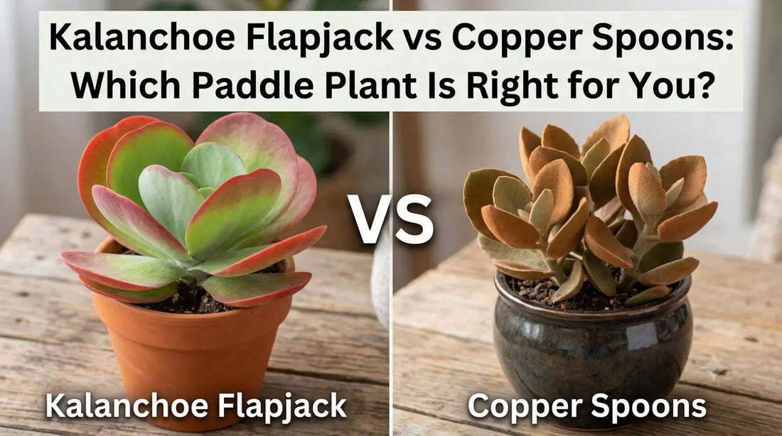 Kalanchoe Flapjack vs Copper Spoons: Which Paddle Plant Is Right for You?