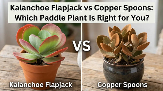 Kalanchoe Flapjack vs Copper Spoons: Which Paddle Plant Is Right for You?