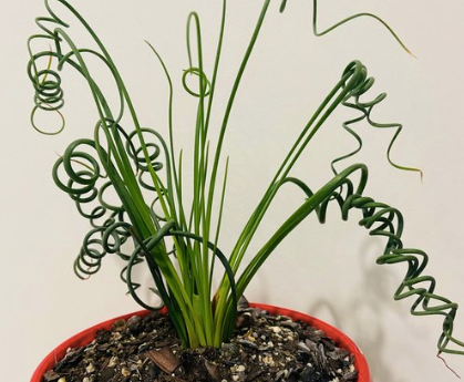 Albuca spiralis