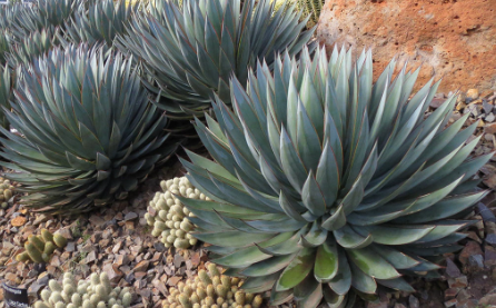 Agave Blue Glow