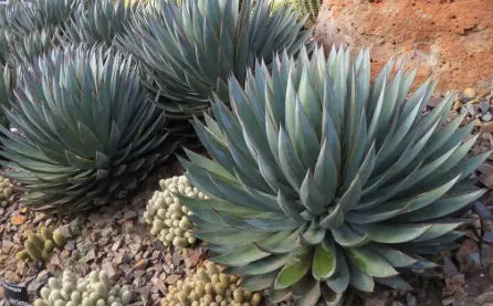 All You Need to Know About Agave Blue Glow