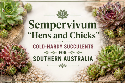 Sempervivum "Hens and Chicks": Cold-Hardy Succulents for Southern Australia