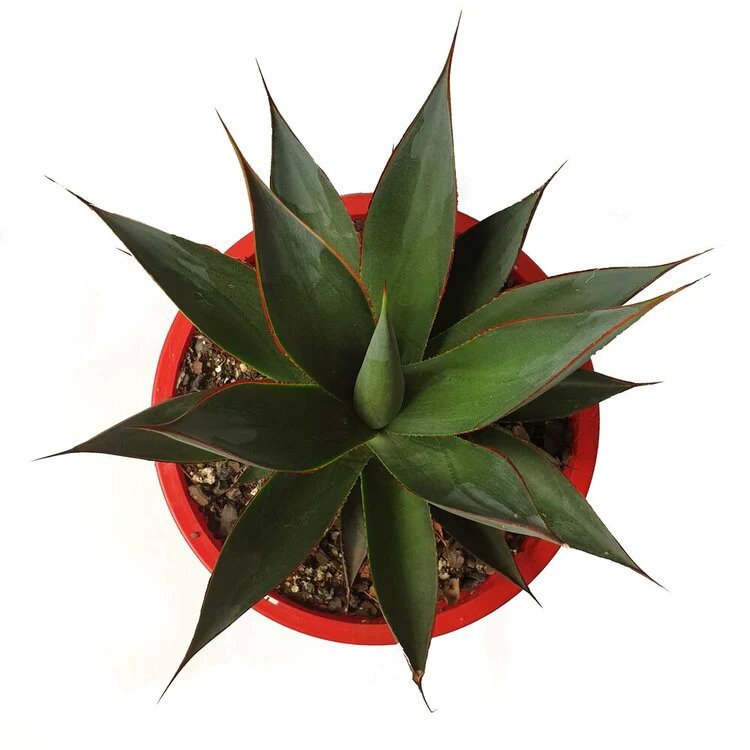 Buy agave blue glow for sale in Australia on succulentsworld.com.au